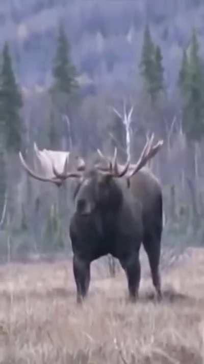 A powerful moose