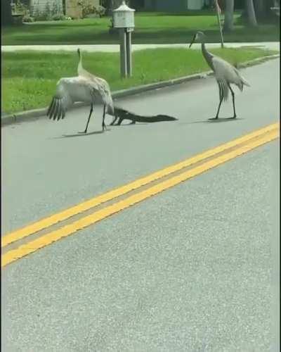 🔥 Cranes escorting an alligator back to the water