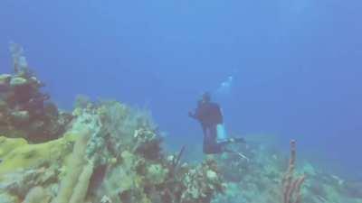 Scuba divers pinged by sonar from a far away ship