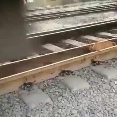 Dog on the rails