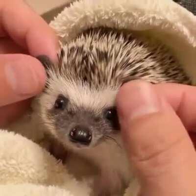 I just love hedgehogs