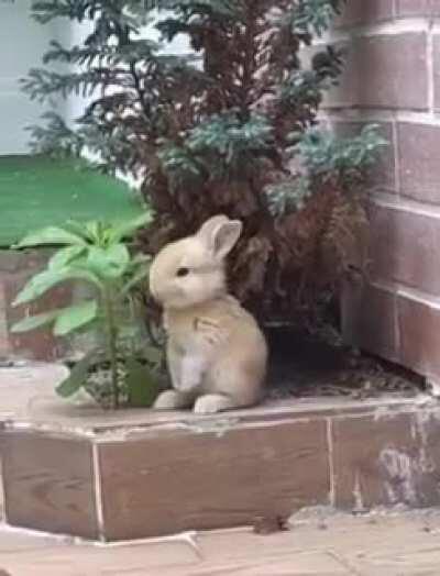 Bunny Breakfast