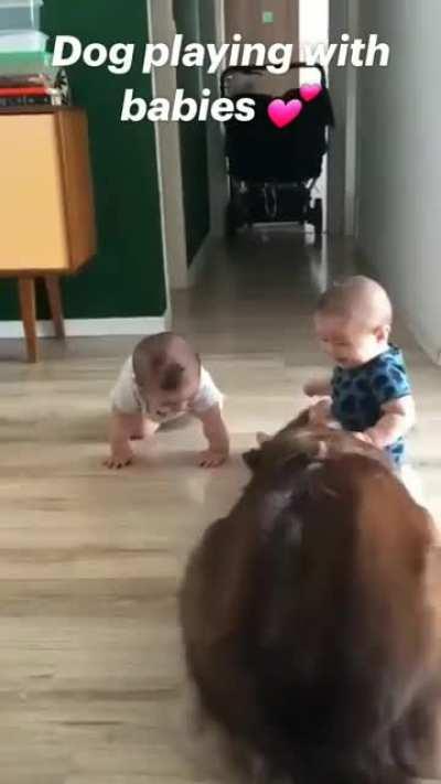 Dog playing with babies