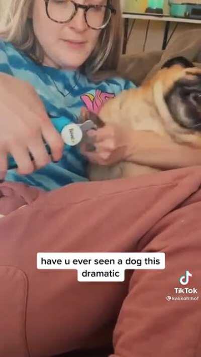 Pug doesn’t want a manicure