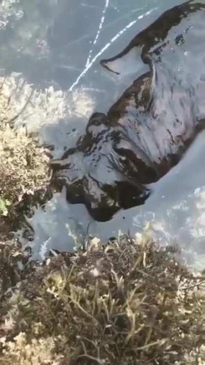 A massive sea slug known as a Black Sea Hare