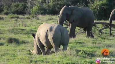 Elephant uses a stick to scare off a Rhino.