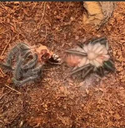 Spider shedding its exoskeleton