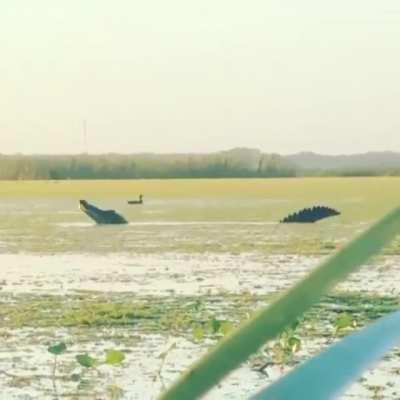 🔥 This absolute monster of an American Allligator that was caught on film in Florida earlier this week looks like a modern-day dinosaur.