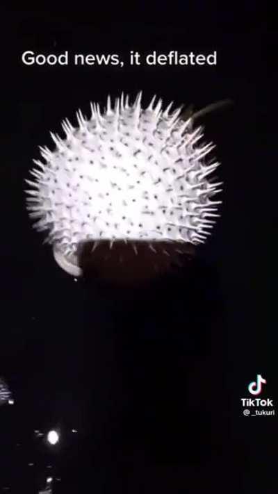 The noise of a pufferfish makes when it becomes inflated