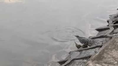 Green Heron using bread as bait to catch fish.