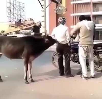 WCGR when you let a cow checkout your ass