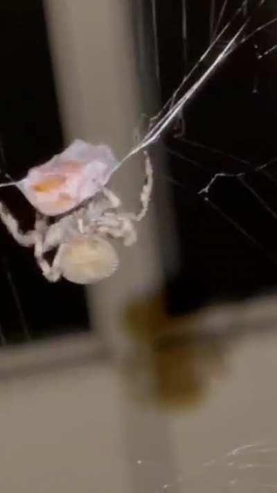 Guy threw a half dead June-bug into a spiders web that’s been camping in his backyard the past few weeks…never seen this happen up close before. Credit: u/Narcos-Polos