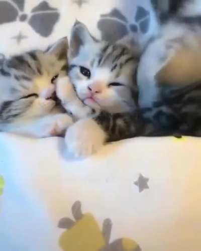 Cutest kittens