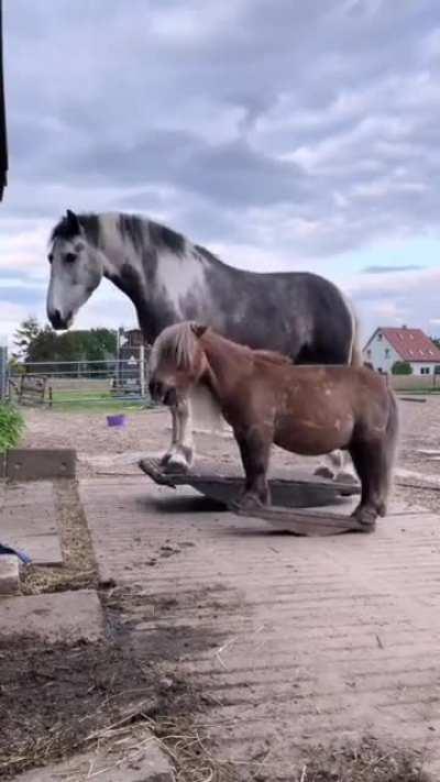 Two horses having fun.