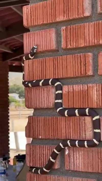 The way this snake moves through the mortar courses