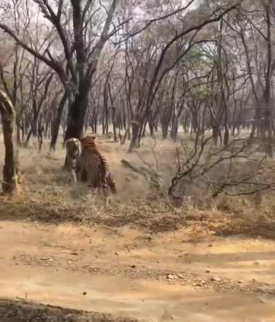 Two tiger sisters fight for territory