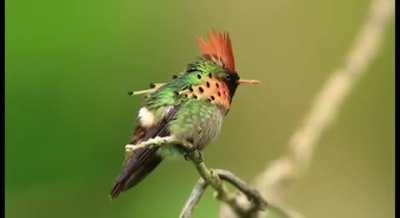 The tufted coquette is a tiny hummingbird that breeds in eastern Venezuela, Trinidad, Guiana, and northern Brazil. It is an uncommon but widespread species