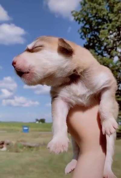 Puppies having their first howl