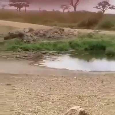 🔥 Deer dodging lion by doing a crossover...