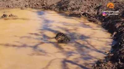 Ditsi the pangolin swimming in a puddle after being rescued from the illegal wildlife trade