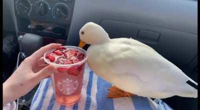 Duck trying Starbucks for the first time