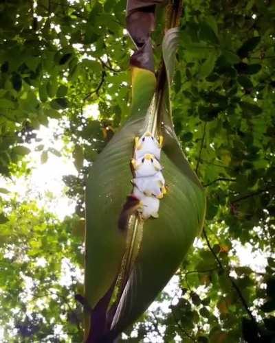 Honduran white bats