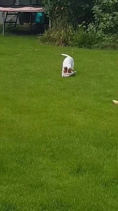 Neighbour's dog stole my slipper and celebrated with zoomies