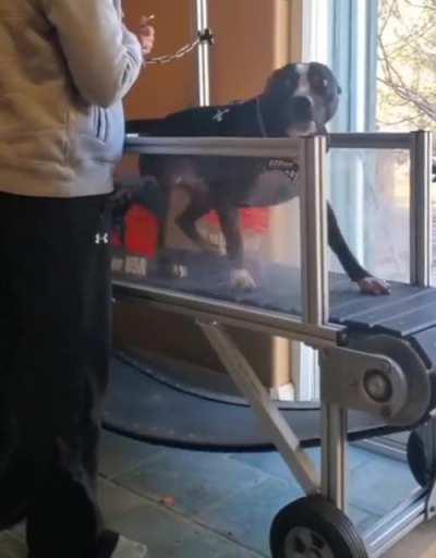 This pup can't wait to use his treadmill!