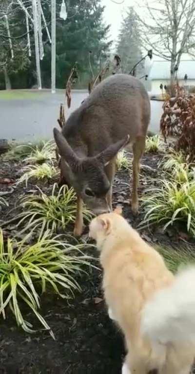 Walked out of my house to find a deer licking my cat