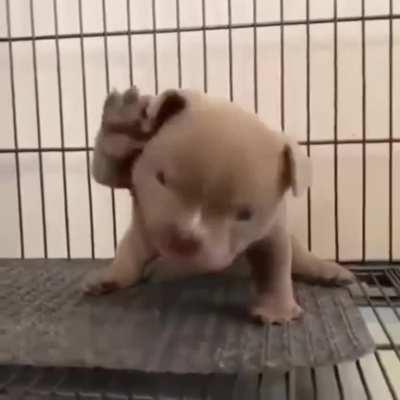 Ferocious pupper