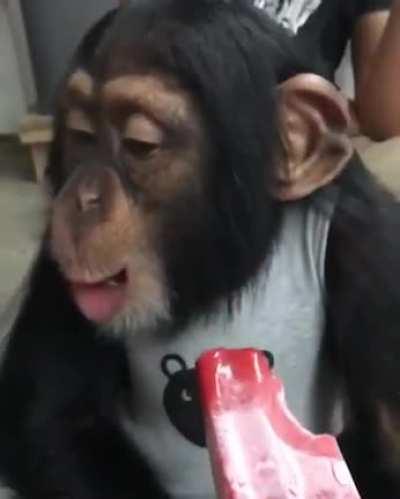 This monkey trying an ice-lolly for the first time