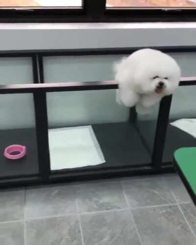 Fluffy boye got stuck