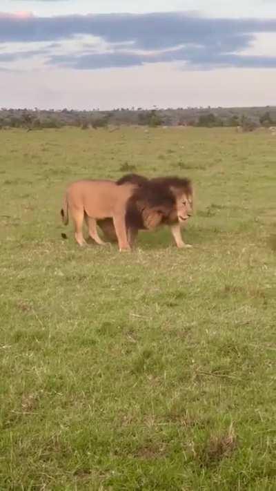 Two lions meet on the Savannah