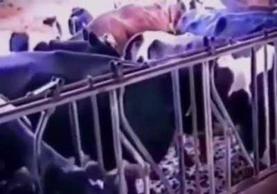 A cow shows off its intelligence during feeding time