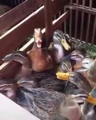 This duck laughing at your mistakes