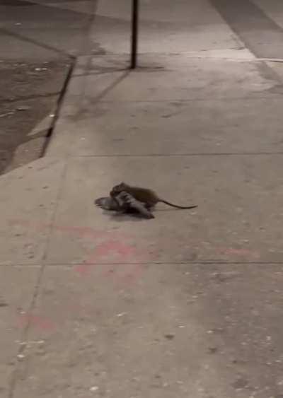 Rat viciously attacks and drags away a pigeon