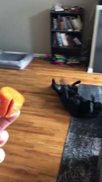 I taught my dog, Walter J, to roll over flawlessly at the sight of carrots