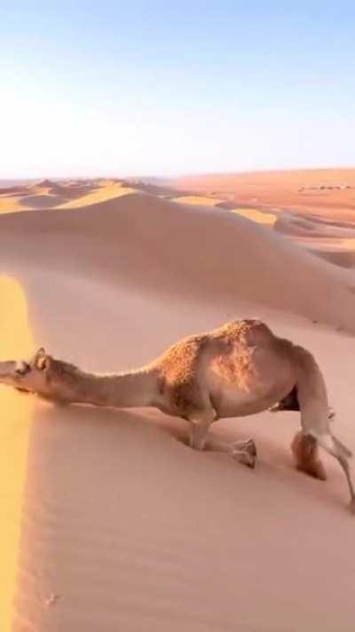 🔥 How Camels climb sand dunes