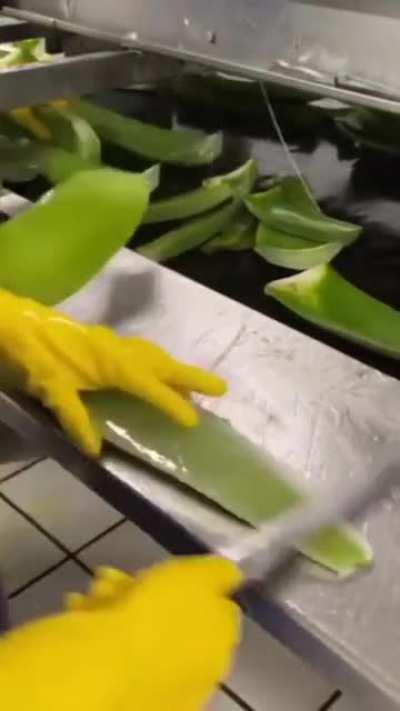 How aloe vera gel is extracted