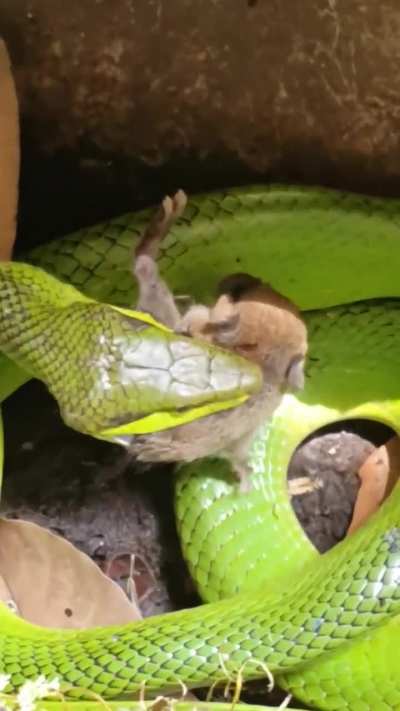 A red-tailed green rat snake swallows a baby rodent while its alive 