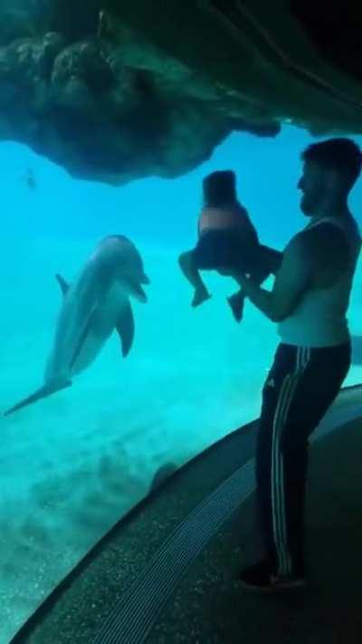 Toddler makes a dolphin laugh :D