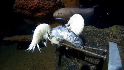 Supergiant amphipods (Alicella gigantea) feeding at a baited camera unit, Mariana Trench (depth 5000m)