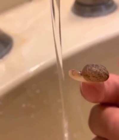 Tiny thirsty snail fills up.