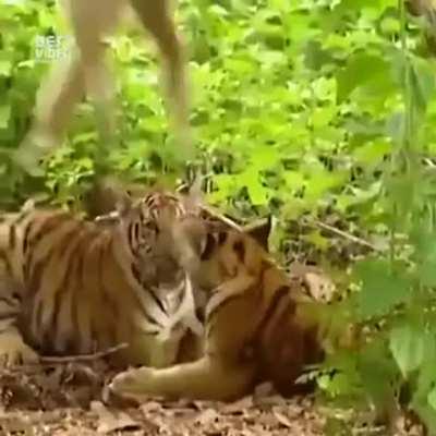 Gibbon teasing Tigers