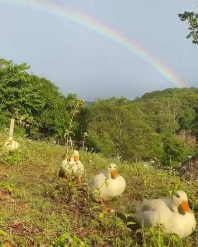 Cute ducks waddling under a rainbow