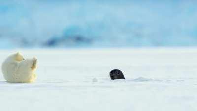 Seal accidentally visits polar bear cub