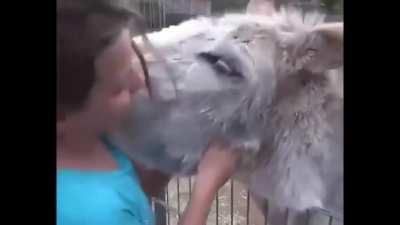 Donkey meets the girl who raised him