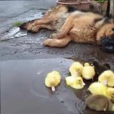 Doggy loves to look at Ducklings