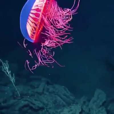 The Halitrephes maasi jelly filmed off Baja California