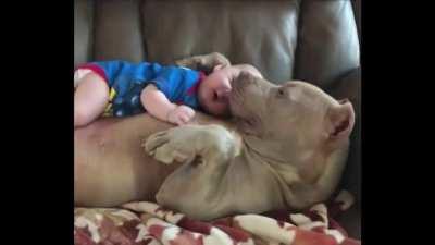 1-year-old child naps with huge pit bull